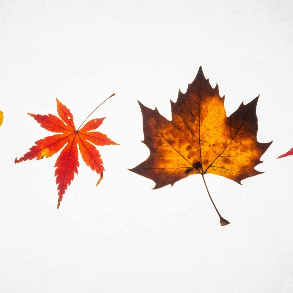 Coop Academy Medlock October Half Term Activities